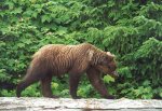 Bild: Braunbär