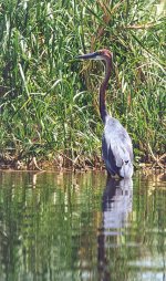 Bild: Alhinga
